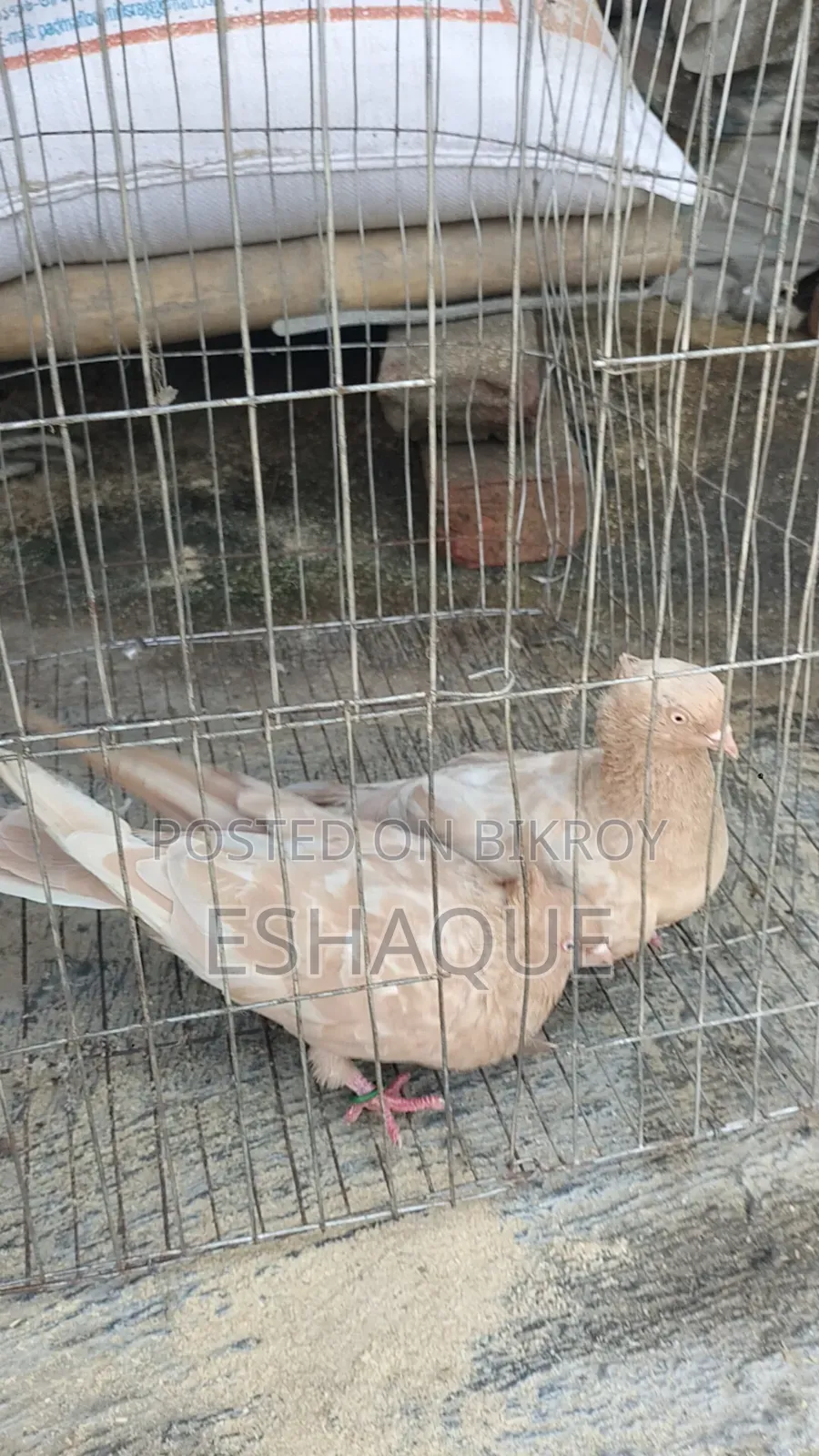 Ghia Chandan Pigeon