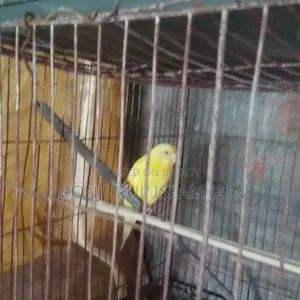 Adult Budgie Female for Sale