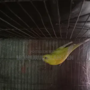 Adult Budgie Female for Sale