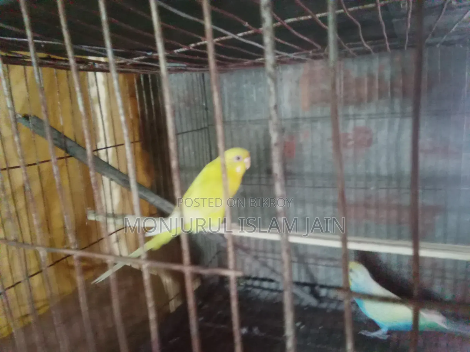 Adult Budgie Female for Sale