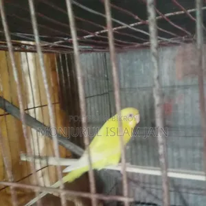 Adult Budgie Female for Sale
