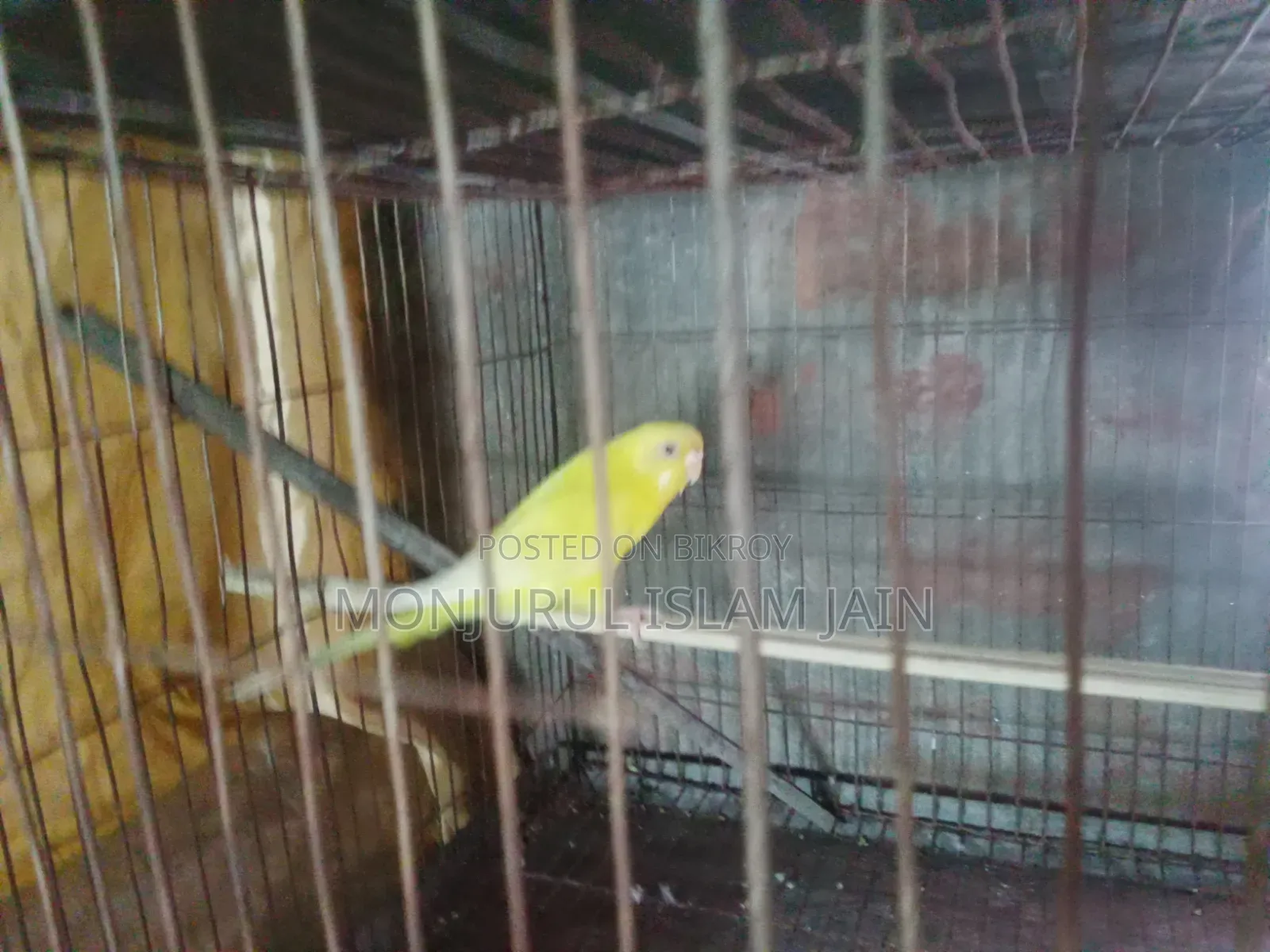 Adult Budgie Female for Sale