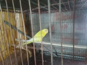 Adult Budgie Female for Sale