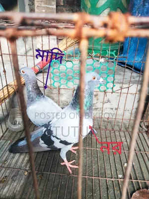 Sabji Homa or Racer Breed Pigeons for Sale
