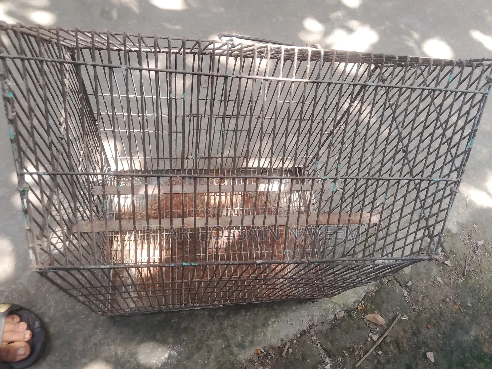 পাখির খাঁচা
