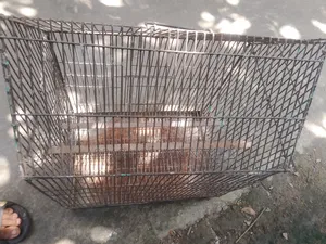 পাখির খাঁচা