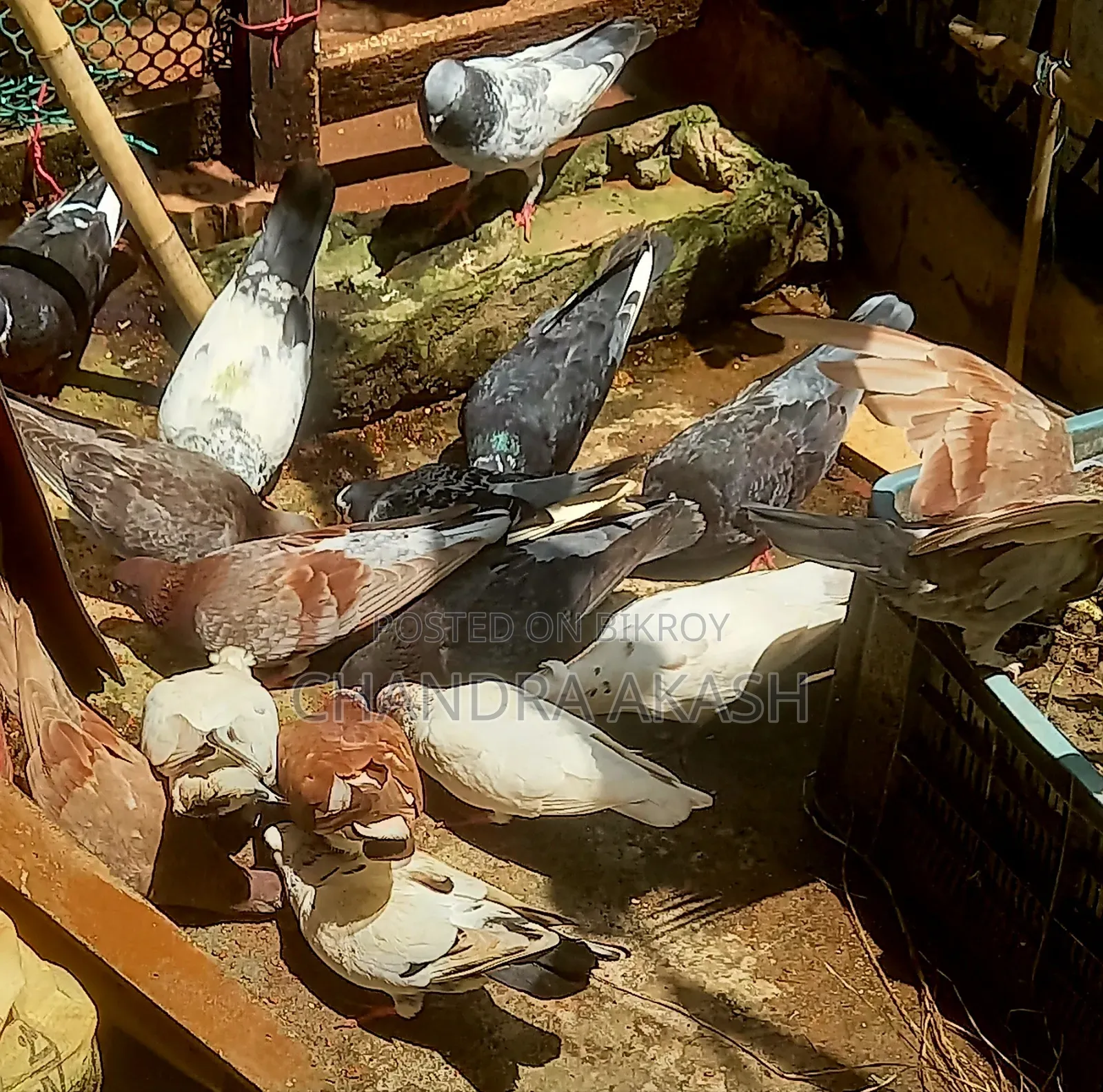Some completely healthy various native species of pigeons