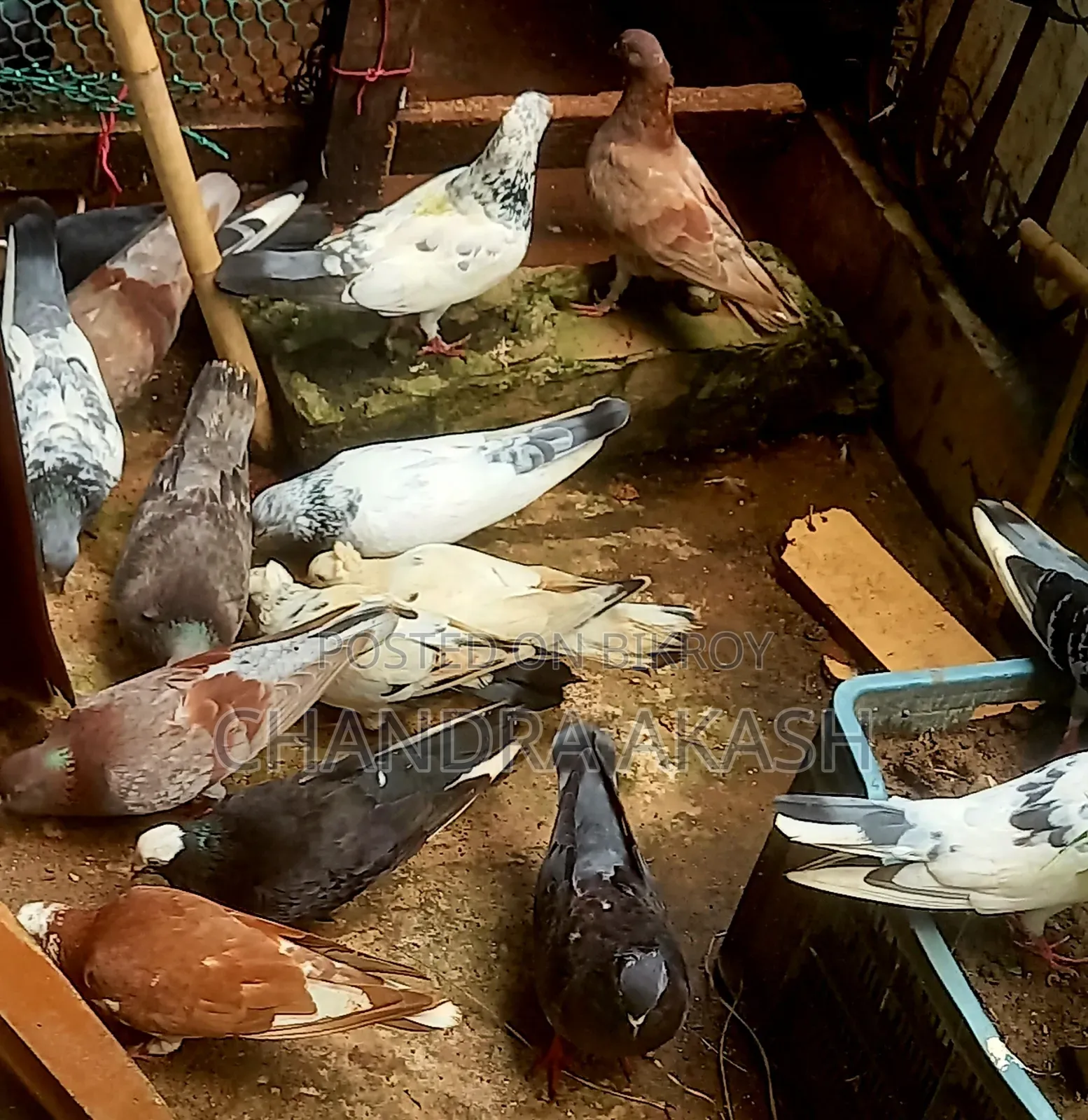 Some completely healthy various native species of pigeons