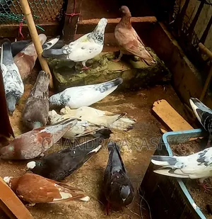 Some completely healthy various native species of pigeons