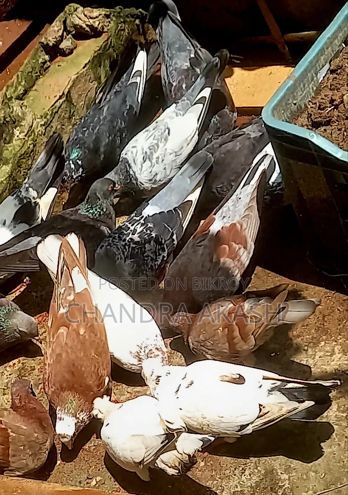 Some completely healthy various native species of pigeons