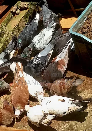 Some completely healthy various native species of pigeons