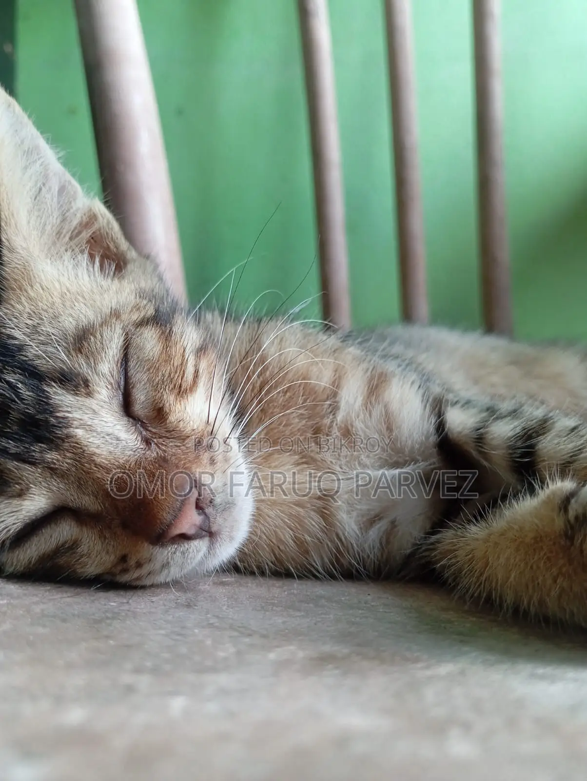 1-3 Months Male Purebred Bengal