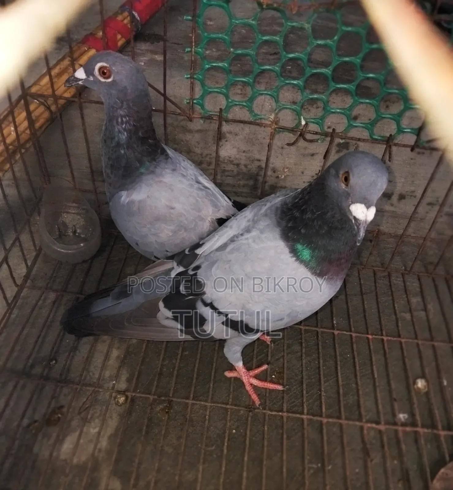 Sabji Homa or Racer Breed Pigeons for Sale