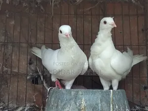 বিদেশি কবুতর বিক্রয় করা হবে