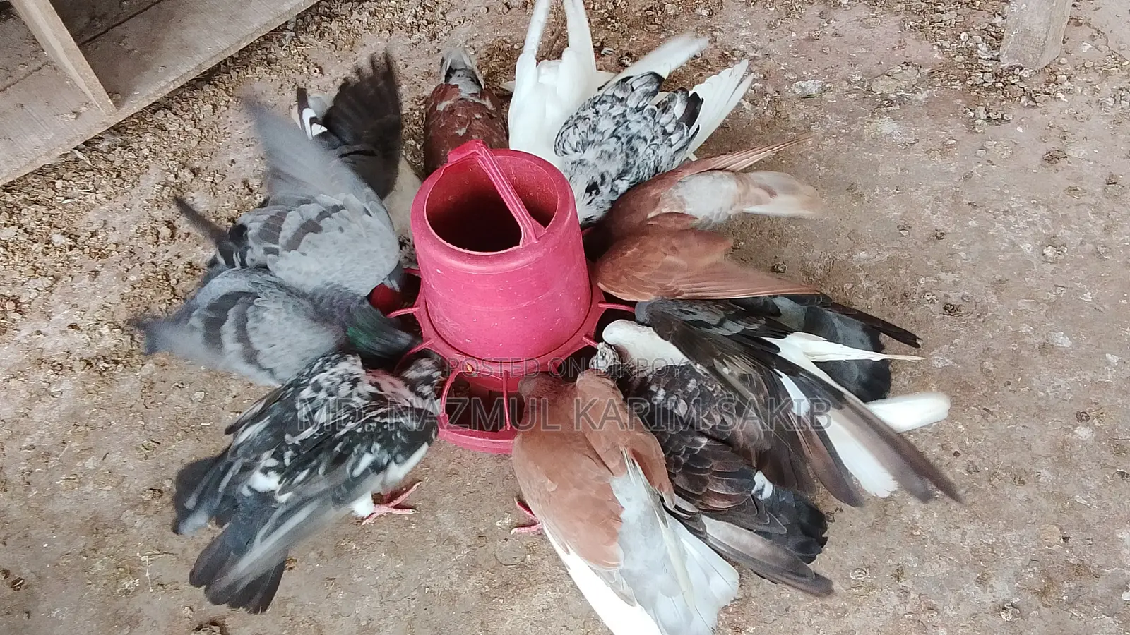 Will Sell 12 Pigeons