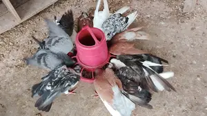 Will Sell 12 Pigeons