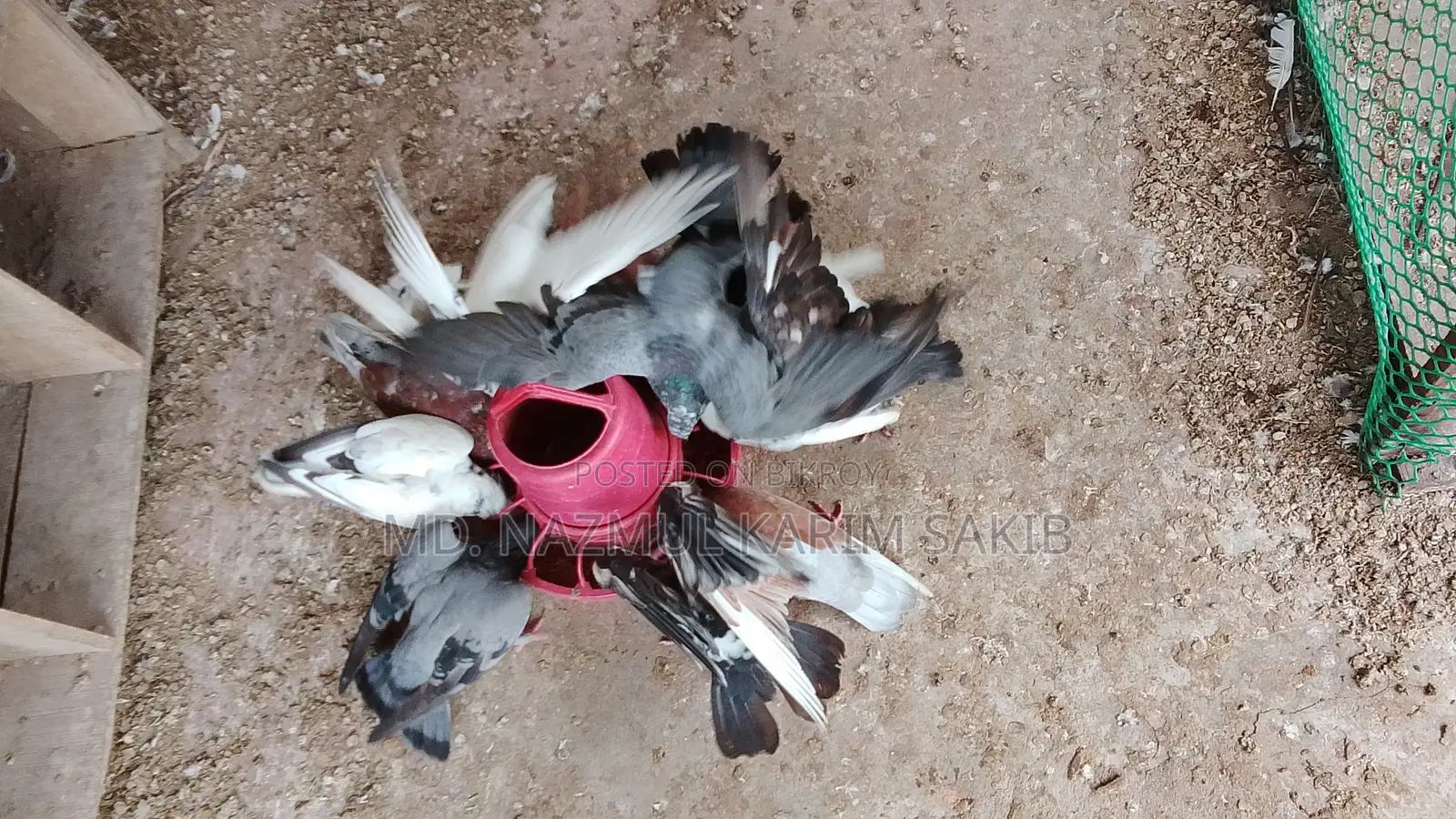 Will Sell 12 Pigeons