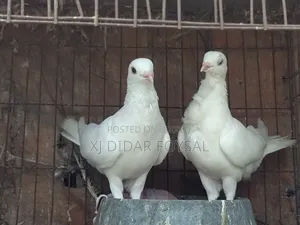 Foreign Pigeons for Sale