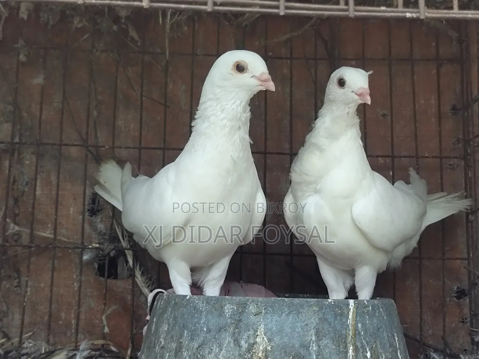 Foreign Pigeons for Sale