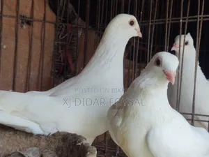 Foreign Pigeons for Sale
