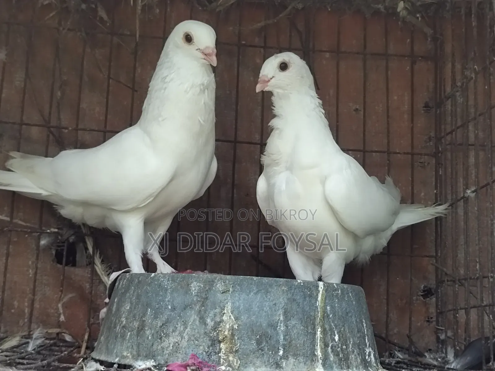 Foreign Pigeons for Sale