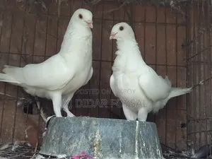 Foreign Pigeons for Sale