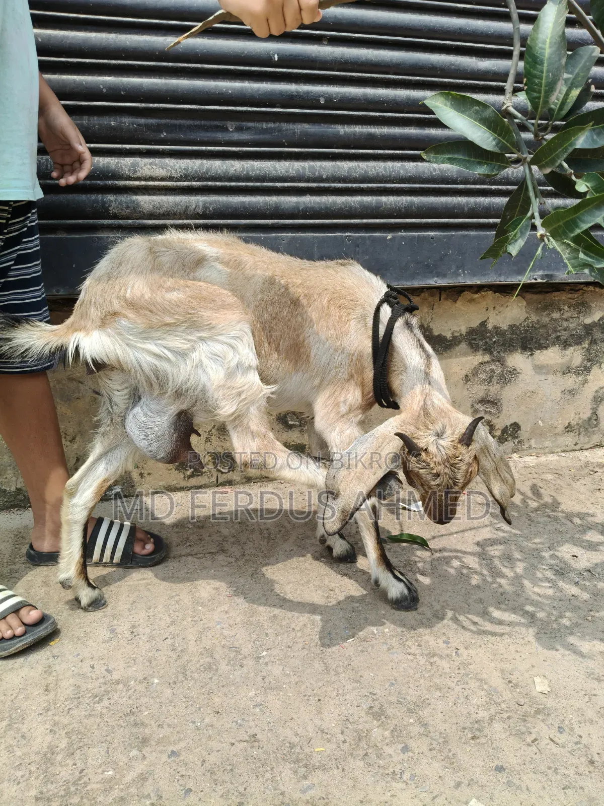 ছাগল বিক্রি