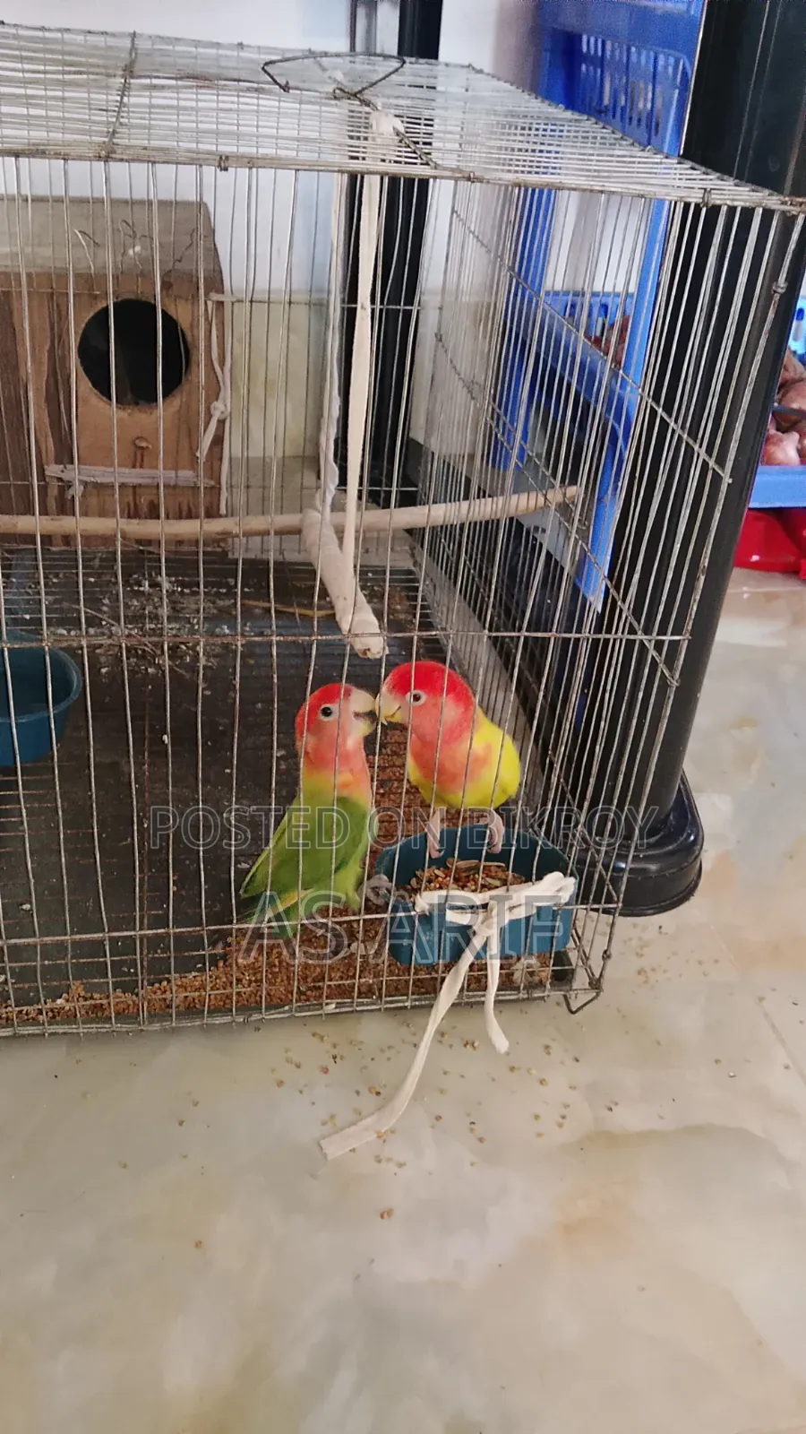 One pair of Lovebird parrots for sale, healthy and active