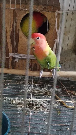 One pair of Lovebird parrots for sale, healthy and active