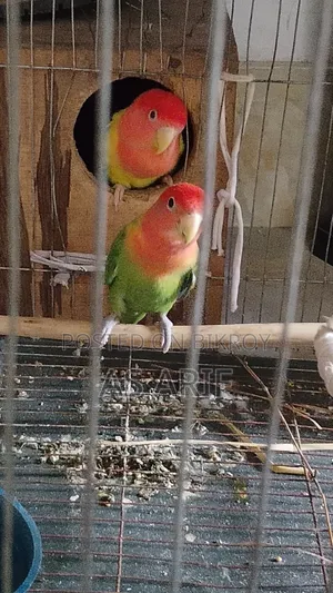 One pair of Lovebird parrots for sale, healthy and active