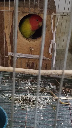 One pair of Lovebird parrots for sale, healthy and active