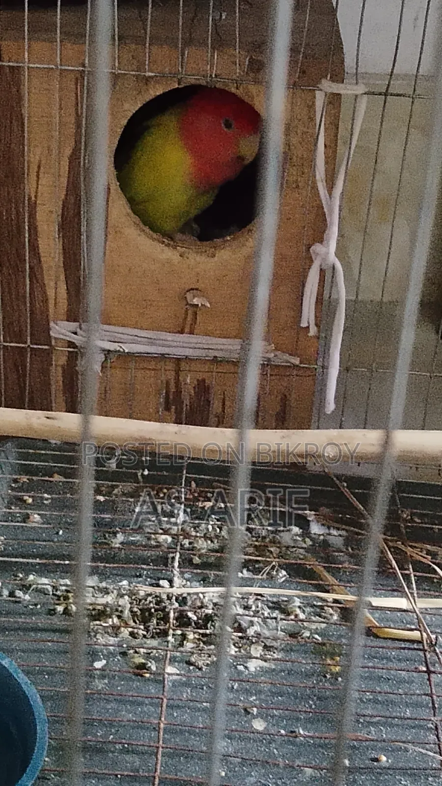 One pair of Lovebird parrots for sale, healthy and active