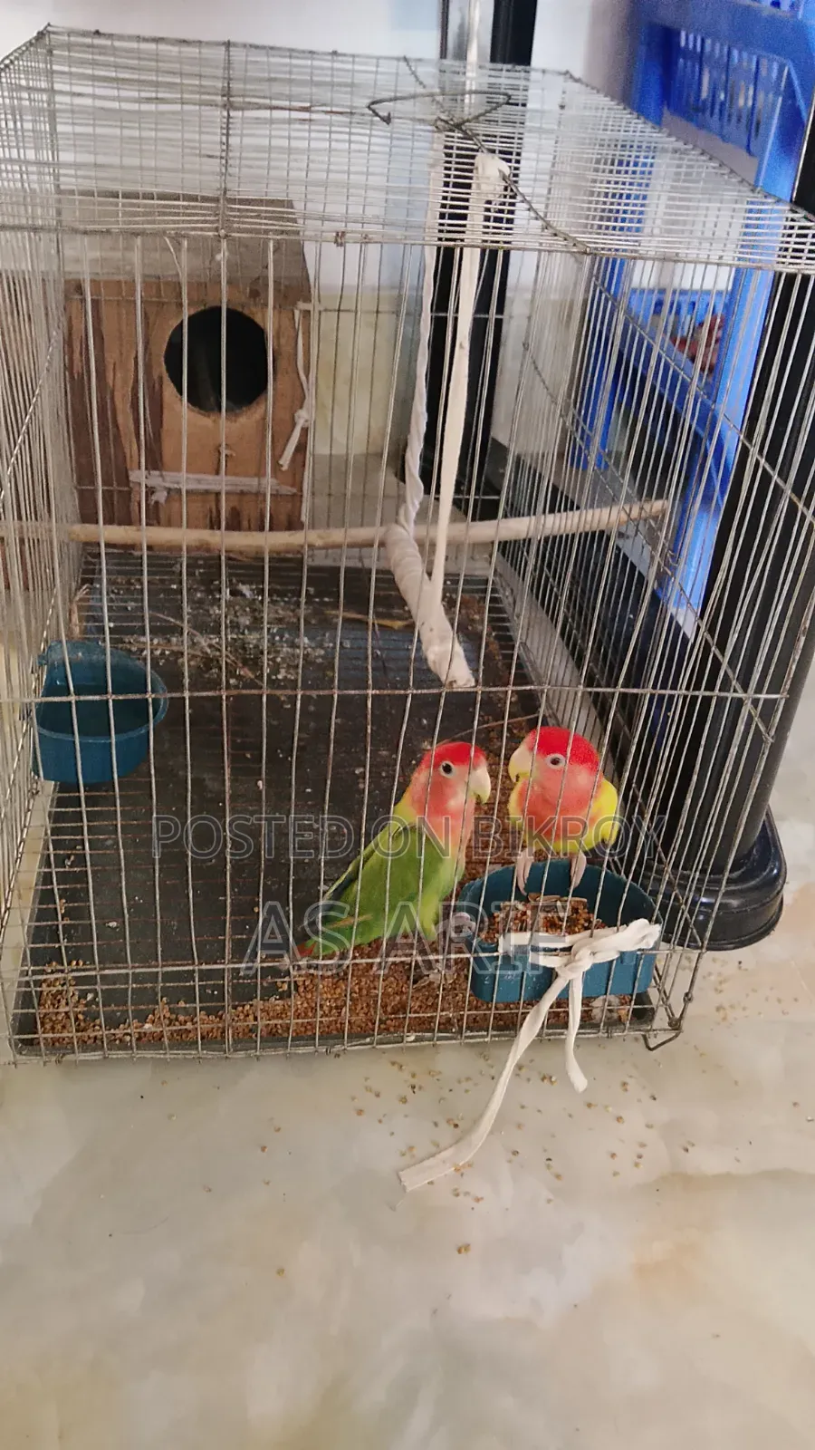 One pair of Lovebird parrots for sale, healthy and active