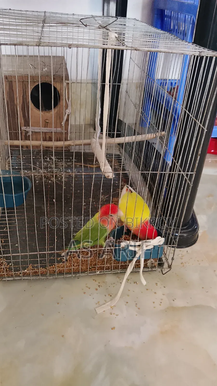 One pair of Lovebird parrots for sale, healthy and active