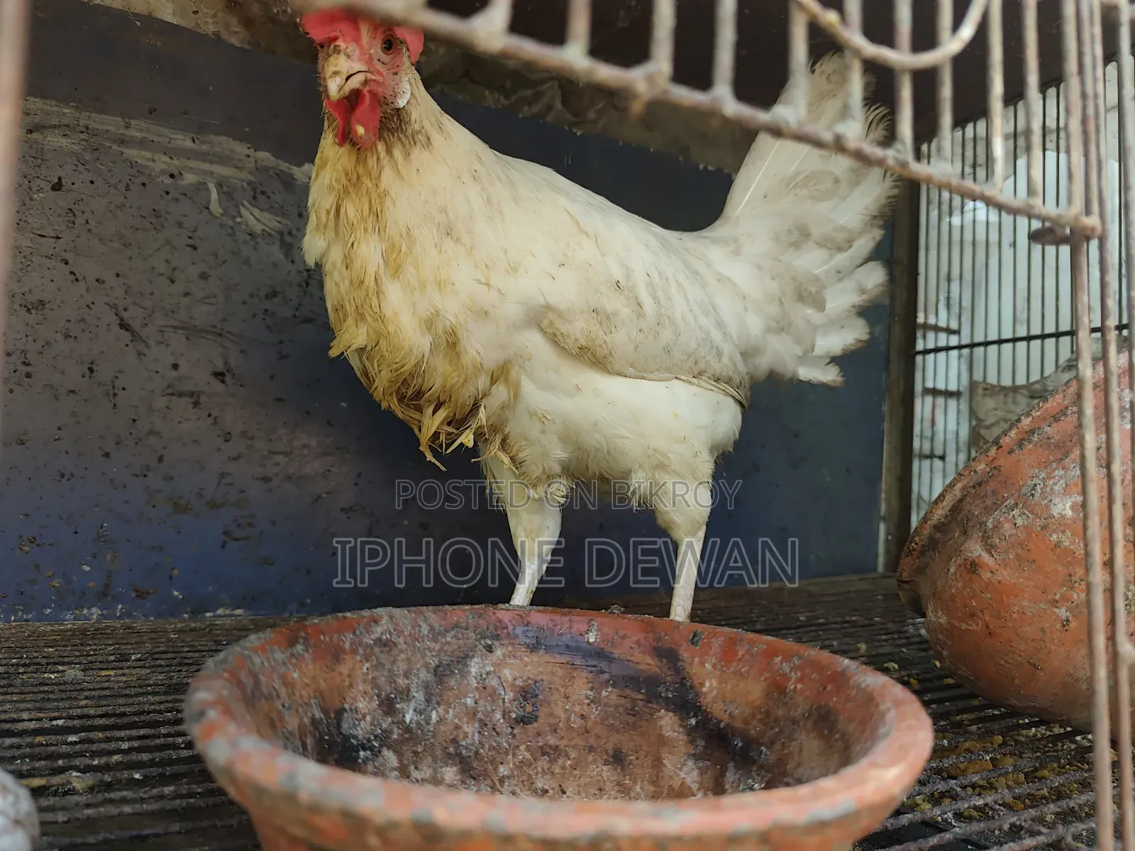 পুলেট মুরগী