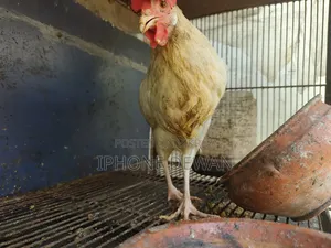 পুলেট মুরগী