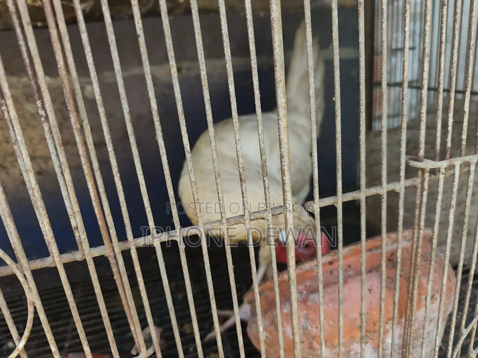 পুলেট মুরগী