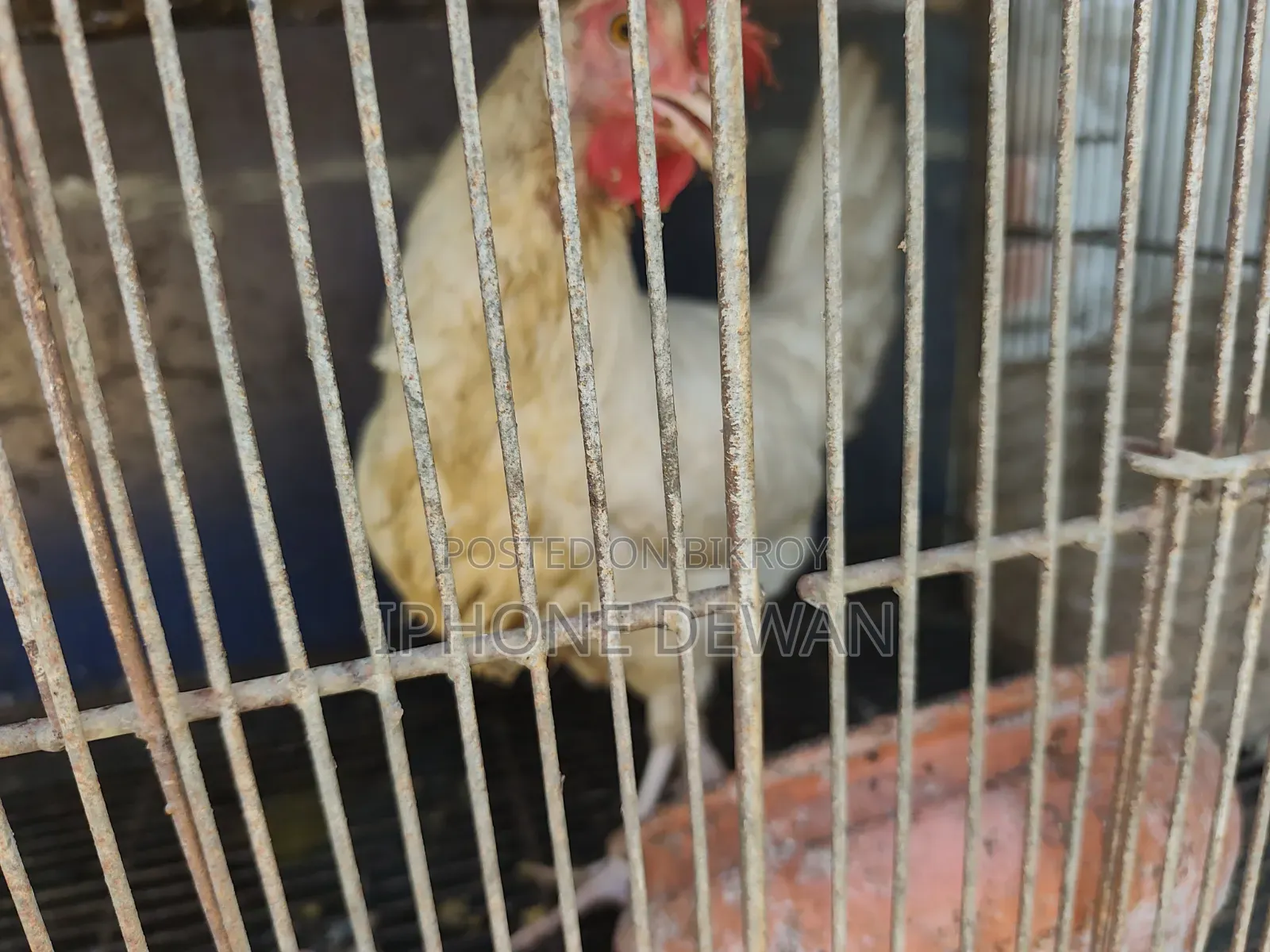 পুলেট মুরগী