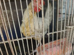 পুলেট মুরগী