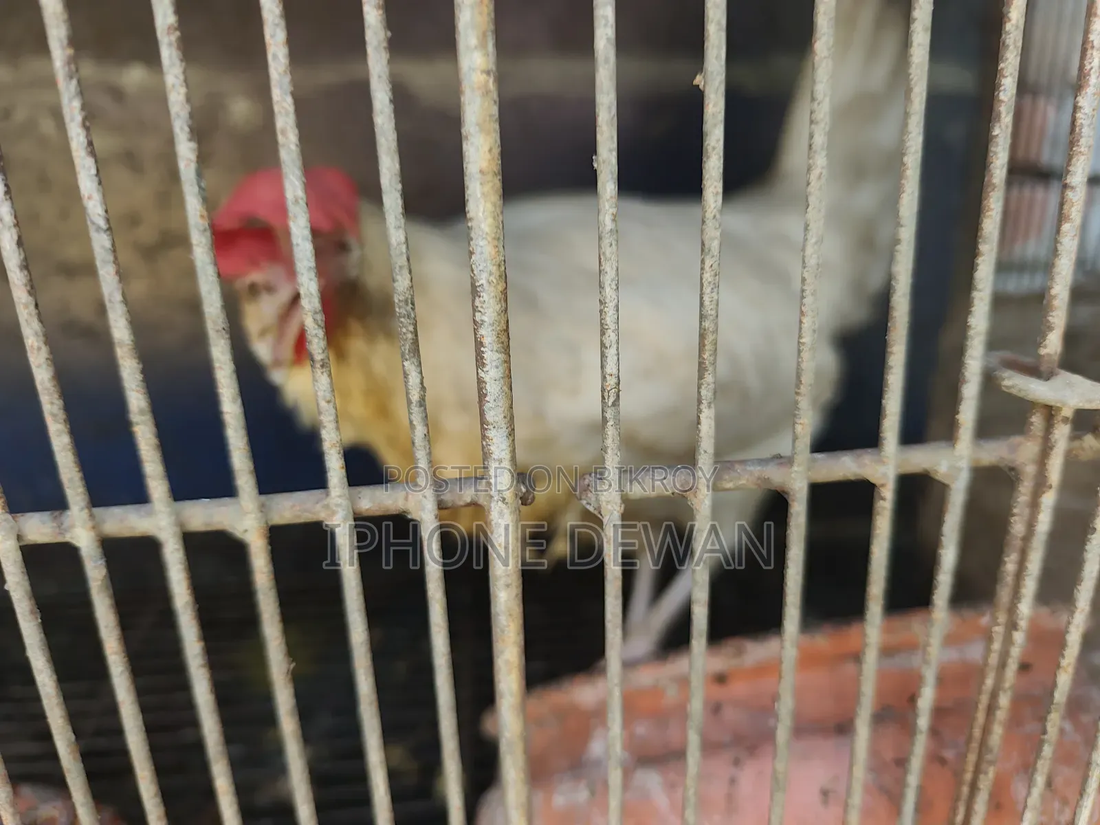 পুলেট মুরগী
