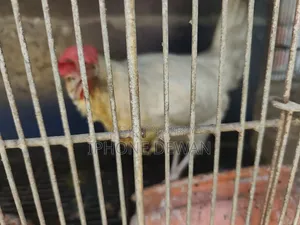 পুলেট মুরগী