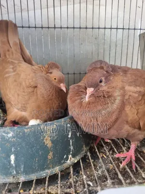 Bombay Pigeon