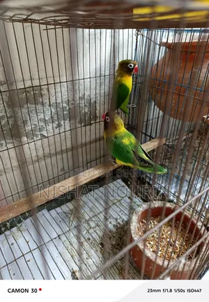 লাভ বার্ড পেয়ার