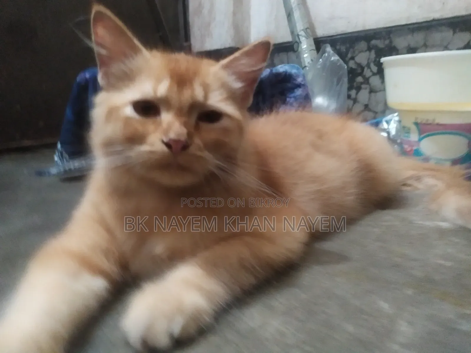 3-6 Months Male Purebred Persian