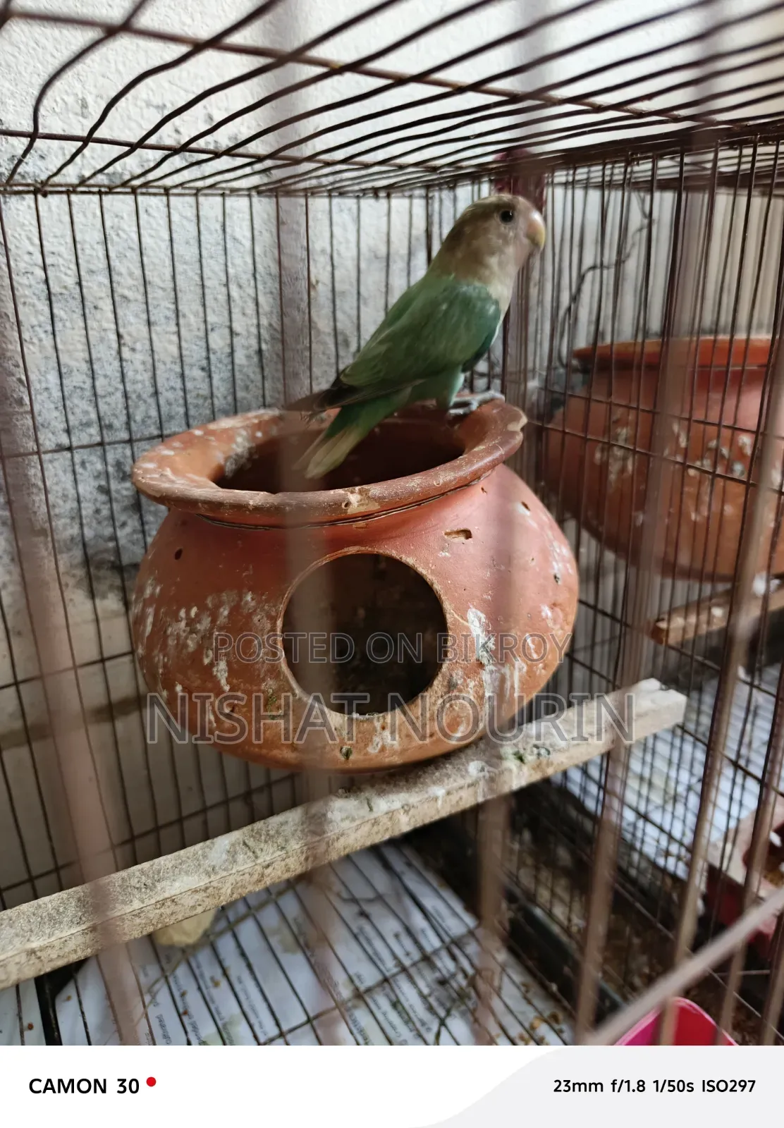 Female Love Bird