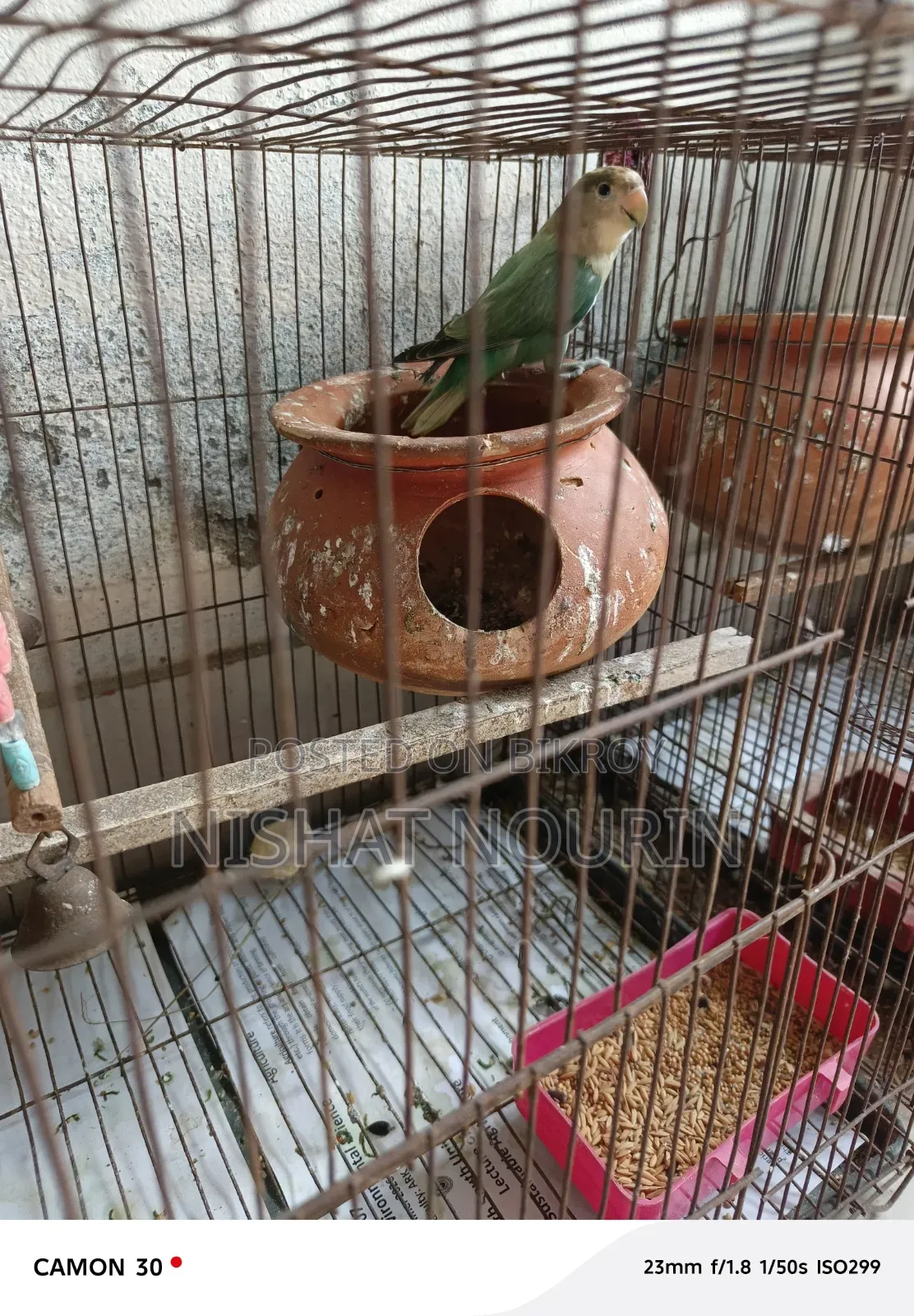 Female Love Bird