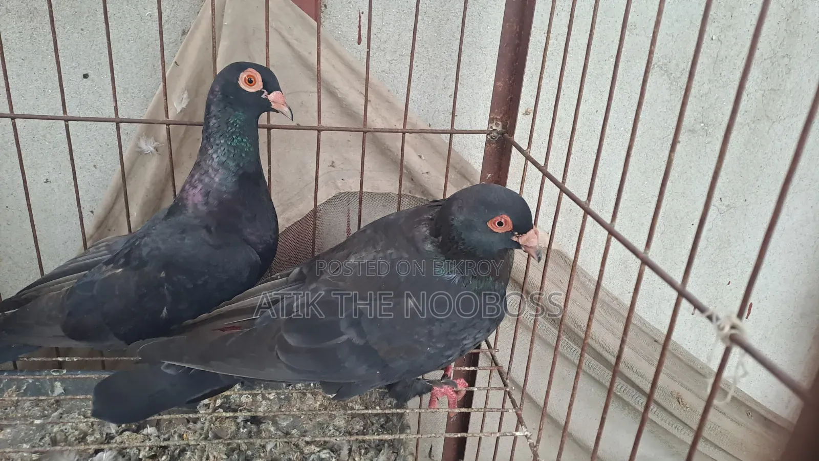 Homa Pigeon Running Pair