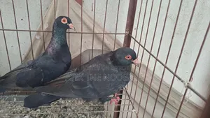 Homa Pigeon Running Pair
