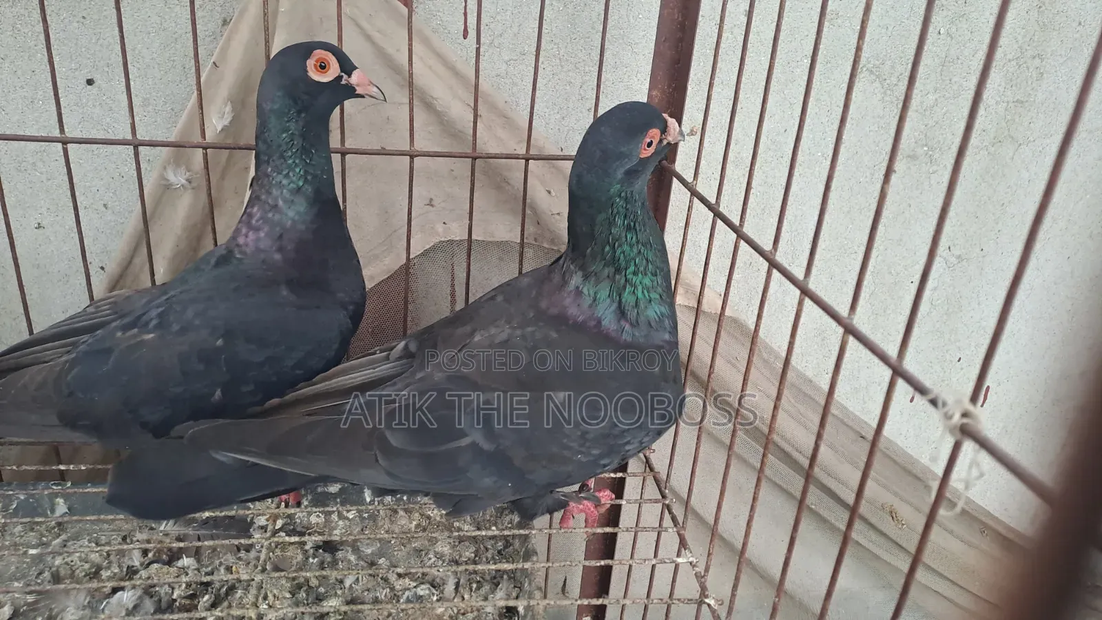 Homa Pigeon Running Pair