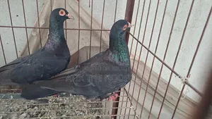 Homa Pigeon Running Pair